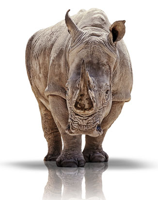 The International Rhino Foundation is dedicated to the survival of the world’s rhino species through conservation and research.