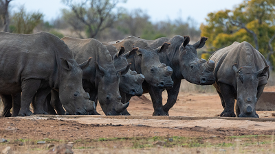Rhino Crash Resized