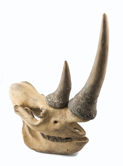 Decorative rhino skull
