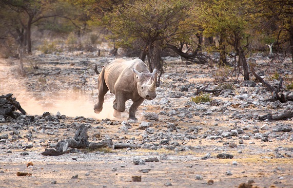 A black rhino in Etosha National Park.