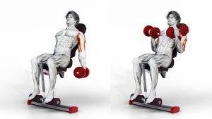 Image of how to do an incline dumbbell bicep curl exercises