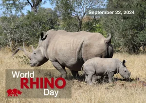 World Rhino Day 2024 Image